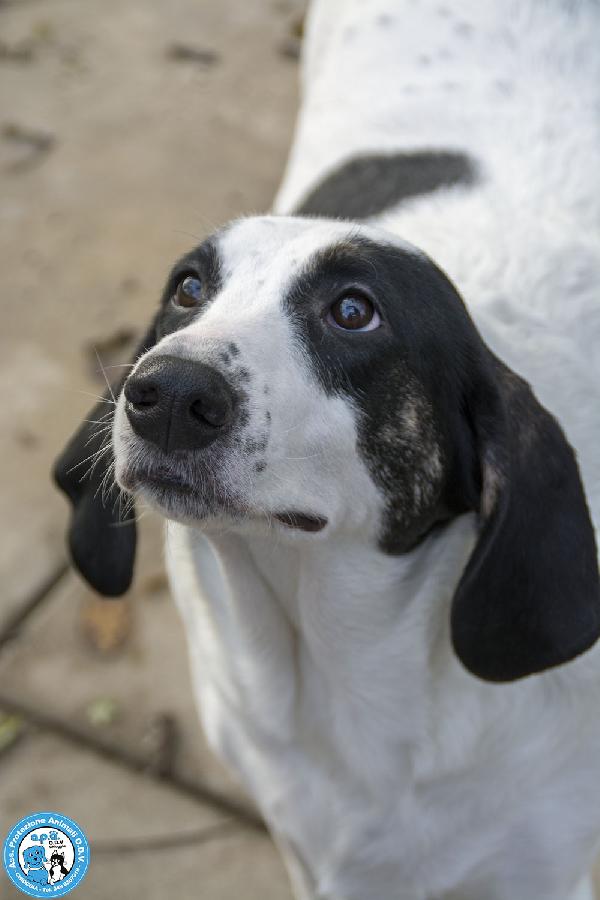 Belle, splendida cagnolona in attesa di una famiglia Foto 4